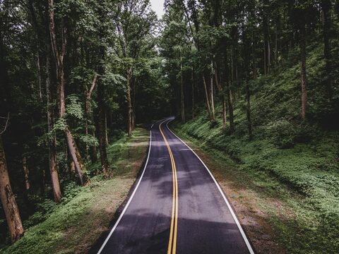 Carretera sinuosa entre árboles de un bosque verde